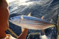 Yummy Tuna